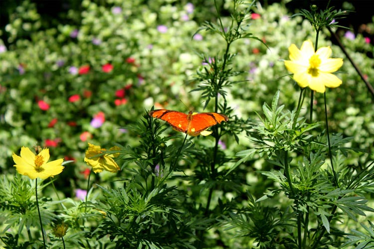 Flora y Fauna